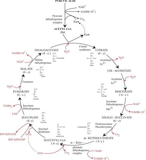 Citric acid cycle or Krebs cycle or Tricarboxylic acid (TCA) cycle ...