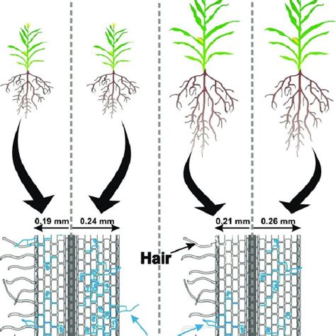 PDF Root Trait Plasticity And Plant Nutrient Acquisition In