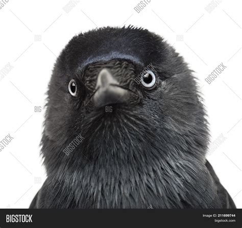 Close- Western Jackdaw Image & Photo (Free Trial) | Bigstock