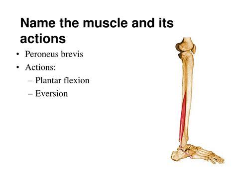 Ppt Muscles Of The Ankle And Foot Powerpoint Presentation Free