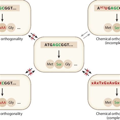 Xeno Nucleic Acids Xnas With Potential For Chemical Orthogonality