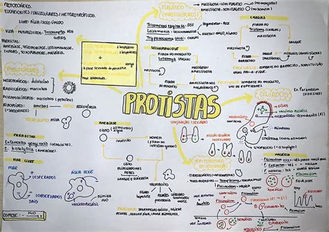 Reino Protista Mapa Mental Como Images And Photos Finder Porn Sex