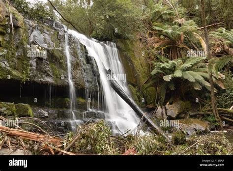 Lilydale falls Tasmania Stock Photo - Alamy