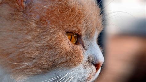 El Gato Geri Trico San Jos Cl Nica Veterinaria En Lorca