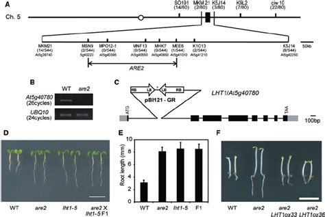 Map Based Cloning Of Are A Schematic Illustration Of Genetic