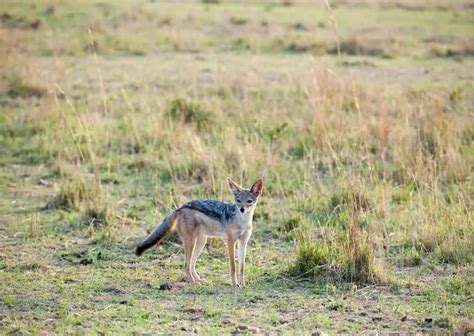 Jackal Behavior - AnimalBehaviorCorner