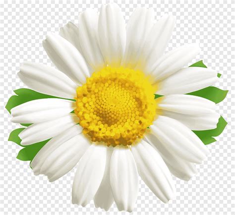 Margarida Comum Flower Desktop Daisys Planta Anual Flor Png PNGEgg