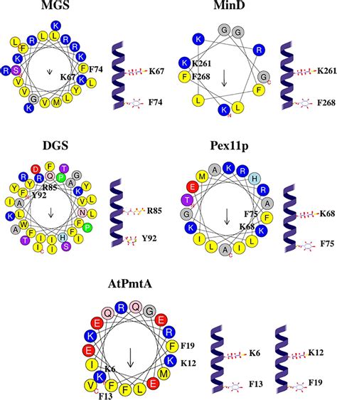 Frontiers Protein Amphipathic Helix Insertion A Mechanism To Induce