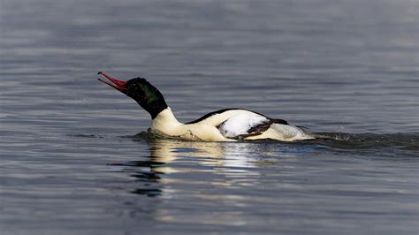 Harle Bi Vre Merganser Q Mergus Merganser Plan Flickr