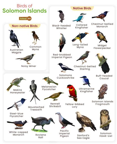 List Of Birds Found In The Solomon Islands With Pictures