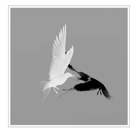 Quarrelling terns - Showcase - discuss.pixls.us