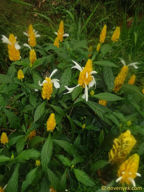 Image Collection Of Wild Vascular Plants Pachystachys Lutea