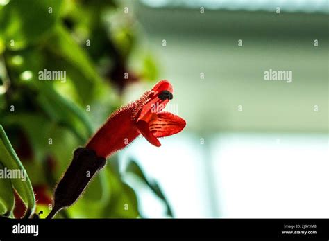 The Beautifuk Flowers And Trees In The Garden Stock Photo Alamy