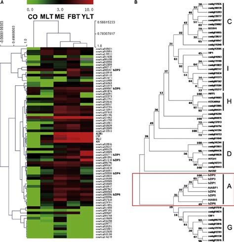 Global Expression Profile And Phylogenetic Analysis Of Bzip