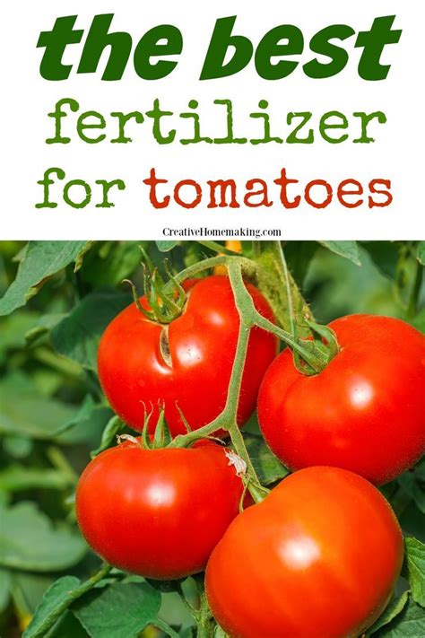 Best Natural Fertilizer For Tomatoes Creative Homemaking In 2020 Tomato Fertilizer Tomato