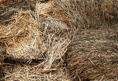 The Pros And Cons Of Straw Bale Gardening Tips For Success