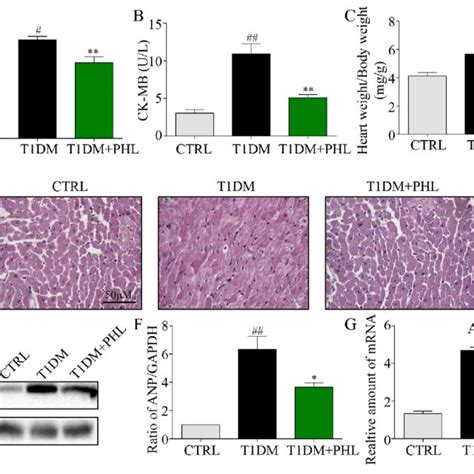 Phloretin Reduced Hyperglycemia Induced Inflammation In The Heart Of