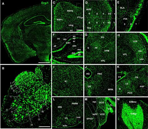 Drp Mrna Distribution In The Whole Brain And Spinal Cord A Mrna