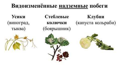 Иглица тип метаморфоза побега - красивые картинки и обои на рабочий стол