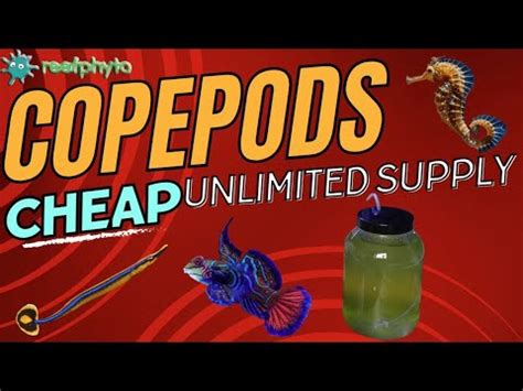 Reef Phyto Copepod Culture Kit First Look Review Youtube