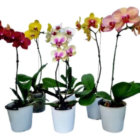 Kit 10 Orquidea Phalaenopsis Adulta No Vaso Cores Variáveis Frete grátis