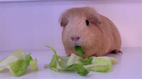 Guinea Pig Eating Lettuce Youtube