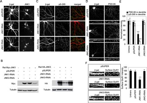 Synaptic Accumulation Of Psd And Synaptic Function Regulated By