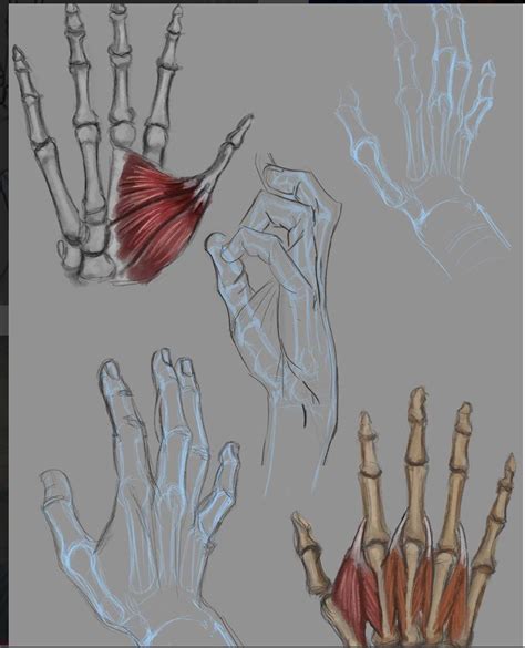 hand bone and muscle drawing reference | Human anatomy art, Anatomy art ...