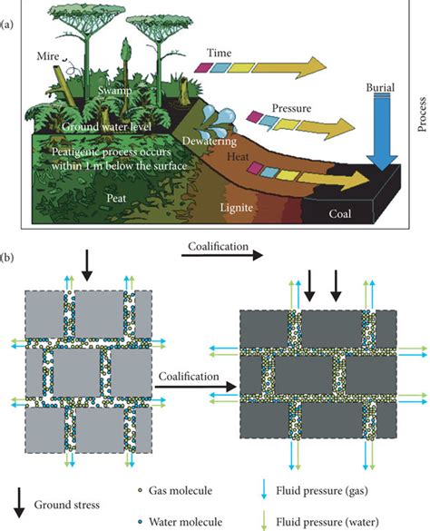 The diagram of the coalification process and fluid performance in coal... | Download Scientific ...