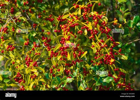 Red-berry mistletoe, Viscum cruciatum, Loranthaceae, berries, red, mistletoe, plant, Andalusia ...