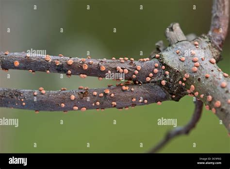 Coral Spot Fungus Nectria Cinnabarina On Blackthorn Branch Stock