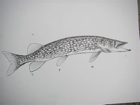 Charles Weiss Art Chain Pickerel Fishing In Nova Scotia