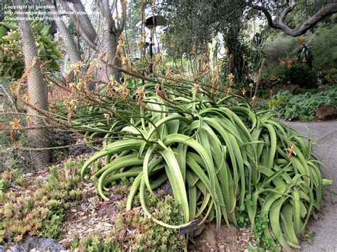 Plantfiles Pictures Aloe Species Van Balen S Aloe Aloe Vanbalenii