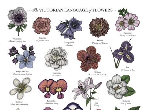 Victorian Language Of Flowers Colour A3 Print A To Z Flowers Etsy