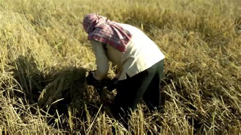 How To Paddy Rice Cutting In Manual Paddy Harvesting Manual