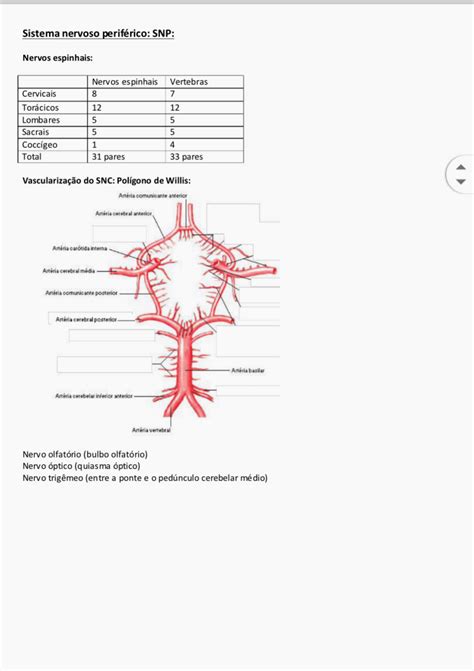 Resumo De Neuroanatomia Neuroanatomia