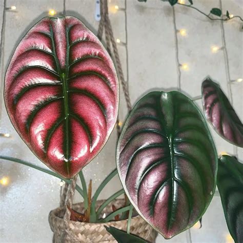 The Alocasia Cuprea Red Secret From Origin To Care Tips