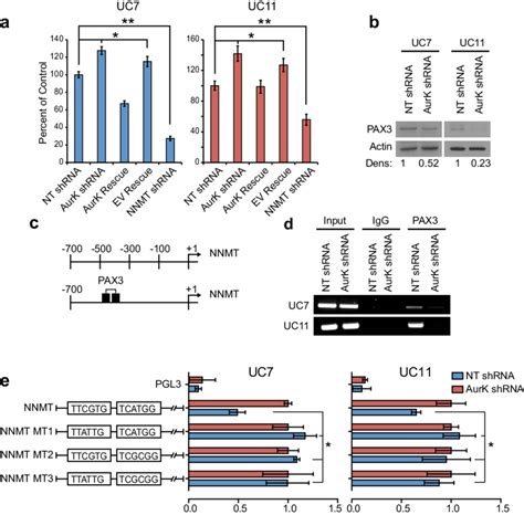 Transcriptional Regulation Of NNMT Expression A An NNMT Activity