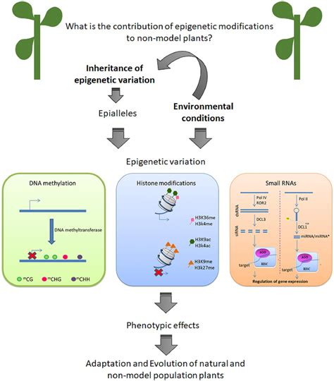 Epigenetic Model