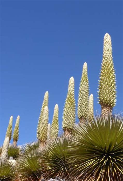 La Planta Que Florece Una Vez Cada A Os