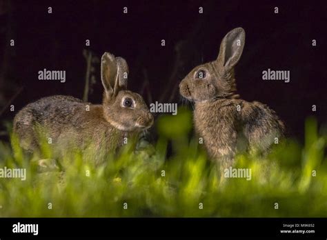 European Wild Rabbits Hi Res Stock Photography And Images Alamy