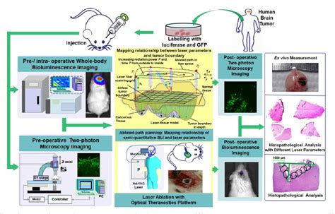 Figure 1 From Bioluminescence Imaging And Two Photon Microscopy Guided