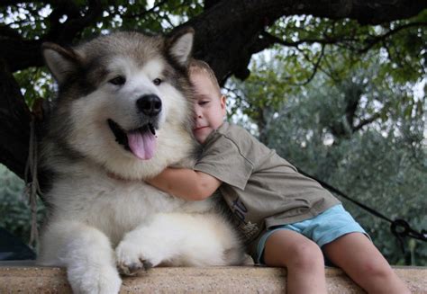 Akita Alaskan Malamute Mix Puppy Pets Lovers