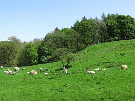 Rough Pasture West Of Square Plantation Mike Quinn Cc By Sa