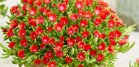 Delosperma Suntropics Fire Plug Plants Pack X6 South Eastern