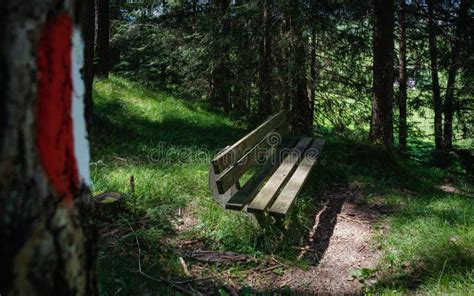 Le Banc Le Long D une Forêt Renforçant Le Chemin D accès Dans Les Alpes