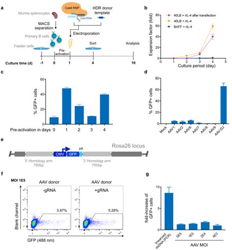 Targeted Genome Editing In Primary Murine B Cells Using Crispr Cas A