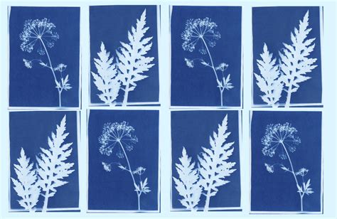 Comment faire des cyanotypes - Elle Décoration