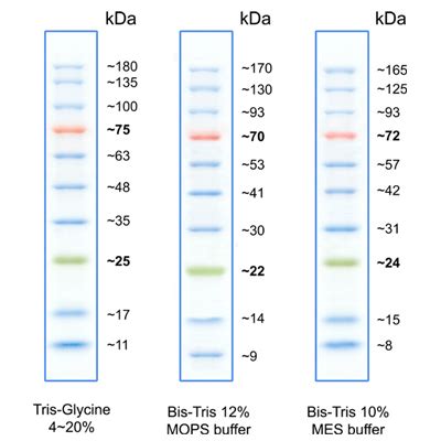 Biotechrabbit TriColor Protein Ladder 10 180 KDa Protein