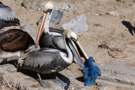 11 Heartbreaking Photos That Show How Plastic Waste Is Killing The